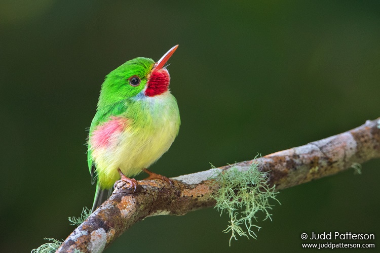 Jamaican Tody, Blue Mountains National Park, Jamaica